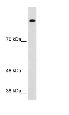 SREBF1 / SREBP-1 Antibody (aa461-510)