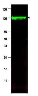 PPP1R13L / iASPP Antibody