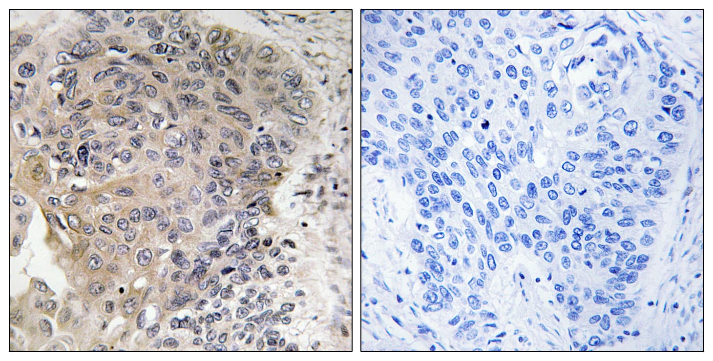 AGBL3 Antibody (aa611-660)
