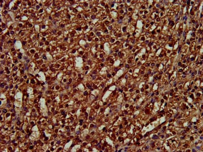 PPIE / Cyclophilin E Antibody