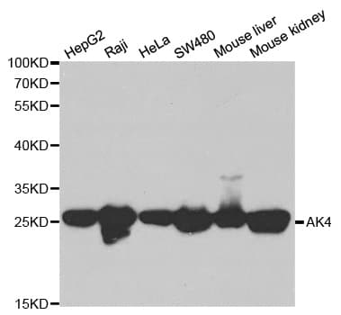 AK4 / Adenylate Kinase 4 Antibody