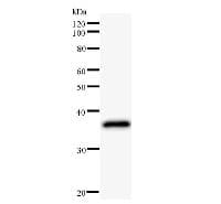 Monoclonal Mouse anti-Human LHX2 Antibody (clone LHX2A12G1, IF, WB)