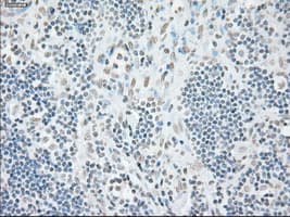 GFAP Antibody (clone OTI4D11)