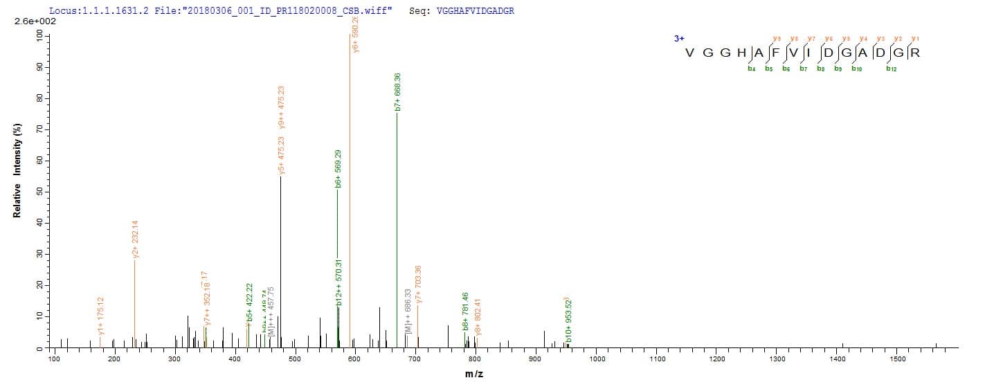 Streptococcus pyogenes speB Protein (Recombinant 6His-SUMO, N-terminus)