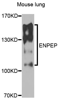 ENPEP / Aminopeptidase A Antibody
