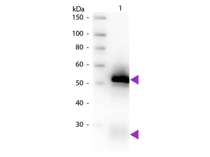Goat Anti-Rabbit IgG Secondary Antibody (Biotin)