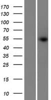 PRAMEF14 / PRAMEF13 Protein (Over-Expression Lysate Myc-DDK (Flag))