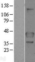 FLCN / Folliculin Protein (Over-Expression Lysate Myc-DDK (Flag))