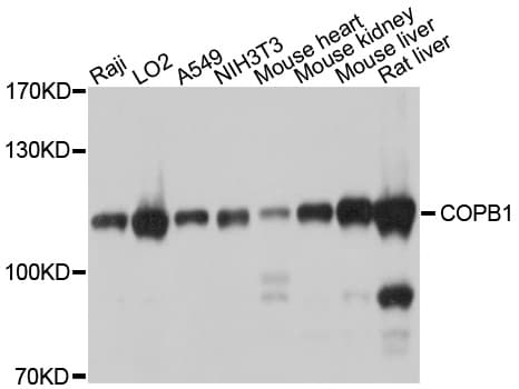 COPB1 / Beta-COP Antibody