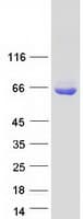 Human UBQLN1 / Ubiquilin Protein (Recombinant Myc-DDK (Flag))