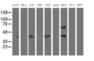 WWTR1 / TAZ Antibody (clone OTI1A12, Carrier-free)