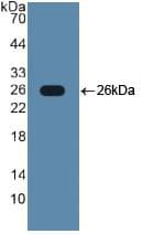 TLR2 Antibody (aa644-784)
