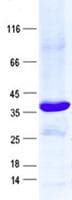 Human IFI6 / G1P3 Protein (Recombinant GST, N-terminus + His, C-terminus)