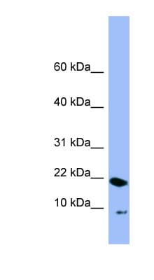PIN4 Antibody (N-Terminus)