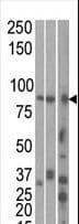 MARK1 / MARK Antibody (aa671-700)