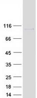 Human WT5 / POU6F2 Protein (Recombinant Myc-DDK (Flag))
