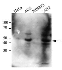 CTBP1 / CTBP Antibody (clone AT4D6)