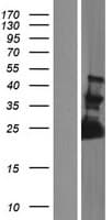 FAM156A / TMEM29 Protein (Over-Expression Lysate Myc-DDK (Flag))