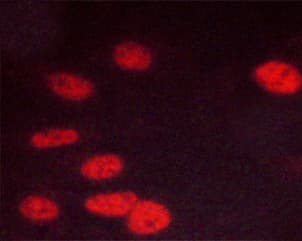 CDK1 / CDC2 Antibody (phospho-Thr14)