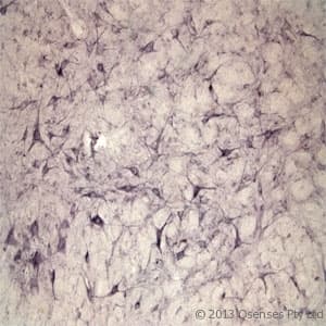 Polyclonal Rabbit anti-Rat SORT1 / Sortilin Antibody (N-Terminus, IHC, WB)