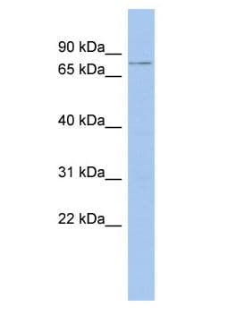 MEIOC Antibody (aa754-803)