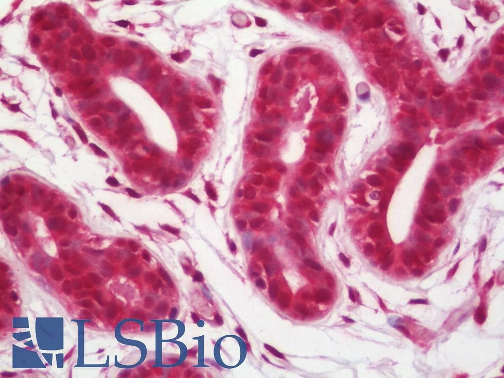IHC-plus™ CASP9 / Caspase 9 Antibody (aa299-318)
