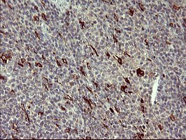 MMP13 Antibody (aa104-471, clone OTI3A7, Carrier-free)