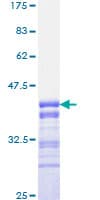 Human FOXO3 / FOXO3A Protein (Recombinant GST, N-terminus)