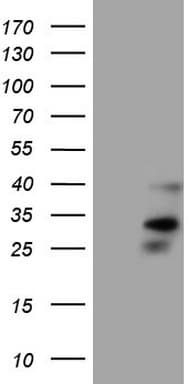 ORAI2 Antibody (clone OTI8D11, Carrier-free)