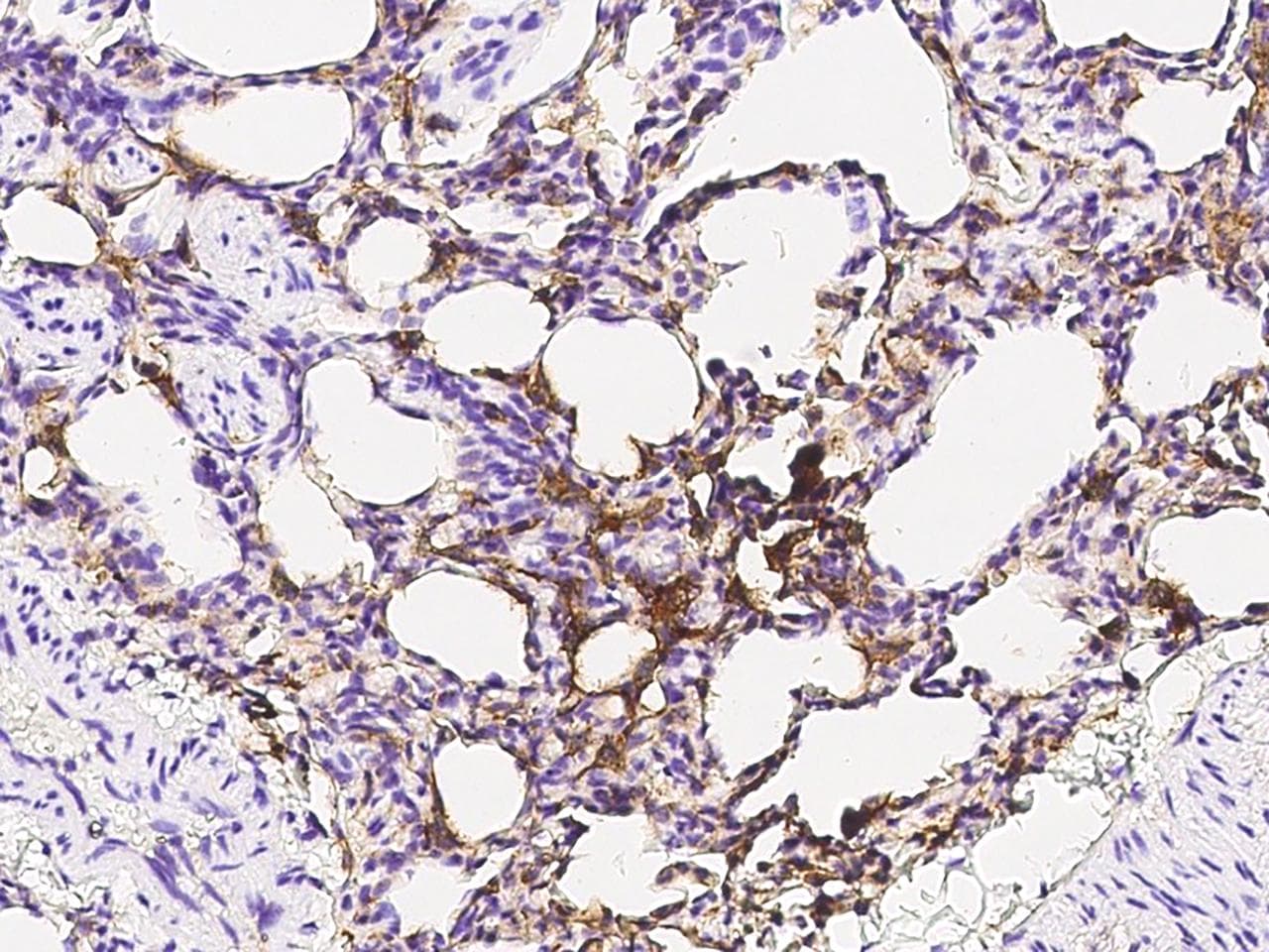 Polyclonal Rabbit anti-Crab-eating macaque CD14 Antibody (Preservative Free, IHC)