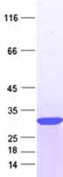 Human NPPB / BNP Protein (Recombinant ABP-His, N-terminus)