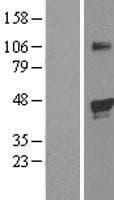EGLN2 / PHD1 Protein (Over-Expression Lysate Myc-DDK (Flag))