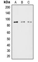 LIPE / HSL Antibody (Internal)