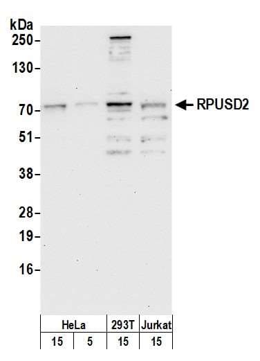 RPUSD2 Antibody (aa75-125)