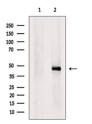 CD84 / SLAMF5 Antibody