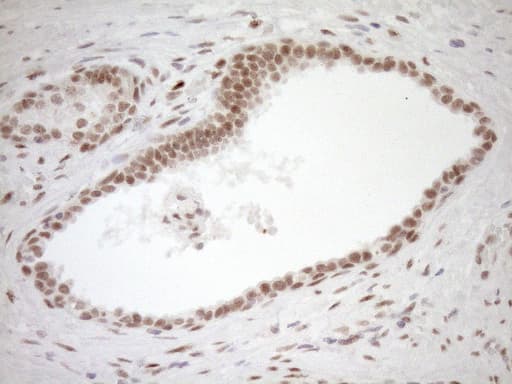 NR1H3 / LXR Alpha Antibody (aa69-329, clone OTI1A5)