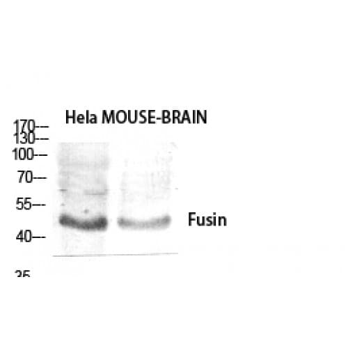 Polyclonal Rabbit anti-Human CXCR4 Antibody (270-350 aa, C-terminal, IF, WB)