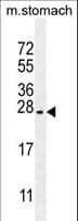 PSCA Antibody (aa56-85)