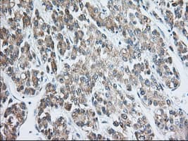 EIF2S1 Antibody (clone OTI5A5)