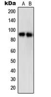 Polyclonal Rabbit anti-Human STAT5A Antibody (phospho-Ser780, IHC, IF, WB)