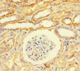 RAP74 / GTF2F1 Antibody