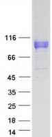 Human LRRC8A / LRRC8 Protein (Recombinant Myc-DDK (Flag))