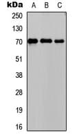 PCK1 Antibody (Internal)