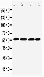 Polyclonal Rabbit anti-Human IRF5 Antibody (aa456-472, WB)