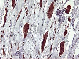 BID Antibody (clone OTI3A10)