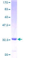 Human SCGB3A2 Protein (Recombinant GST)
