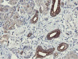 SLA2 / SLAP2 Antibody (clone OTI2G3)