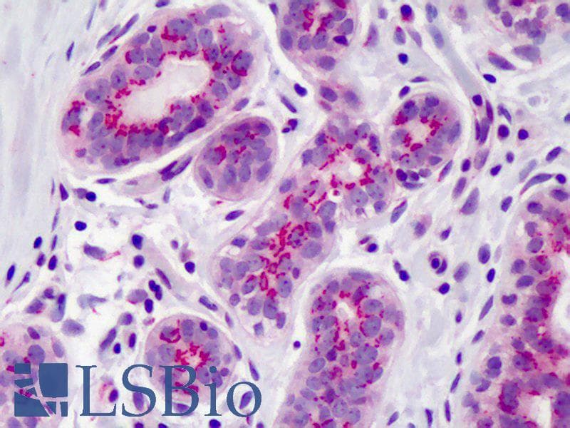 IHC-plus™ PPARD / PPAR Delta Antibody (aa39-54)