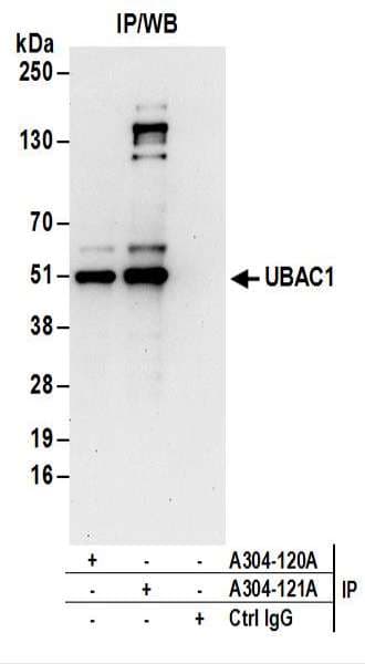 PFAS Antibody (aa925-975)