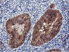 RNPEP Antibody (clone OTI2G3)